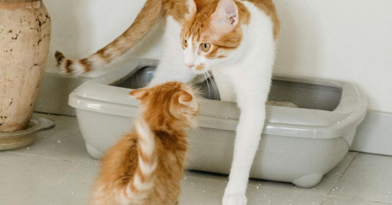 How Often Do Cats Use The Litter Box - Healthy Habits FI
