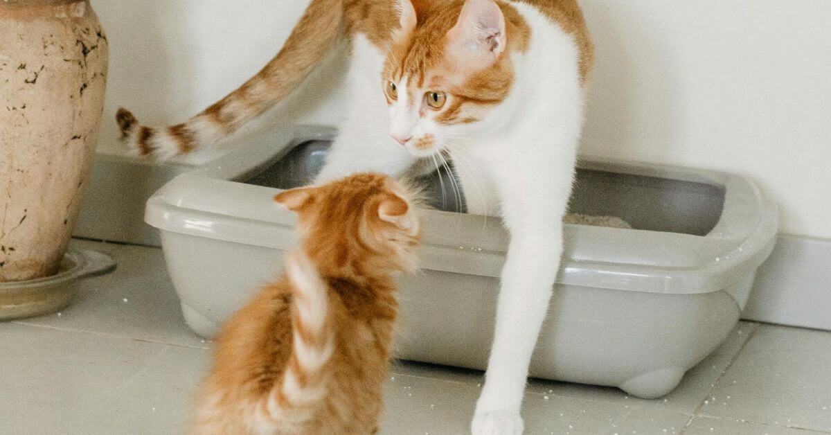 How Often Do Cats Use The Litter Box - Healthy Habits FI