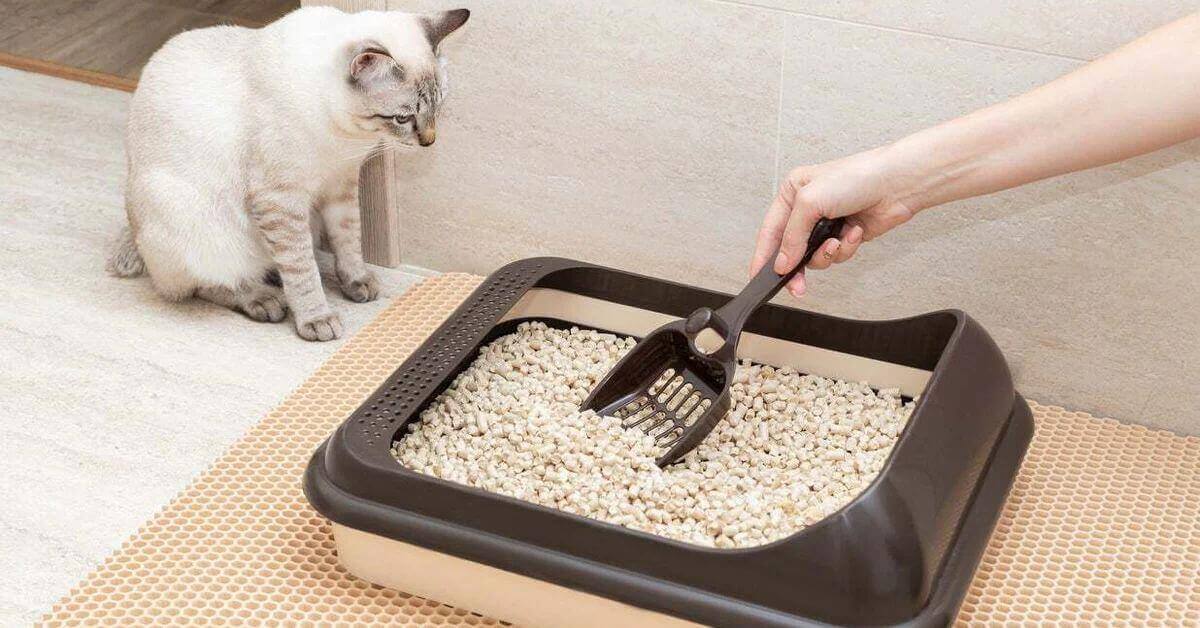 How Often Should You Change Your Cat’s Litter FI