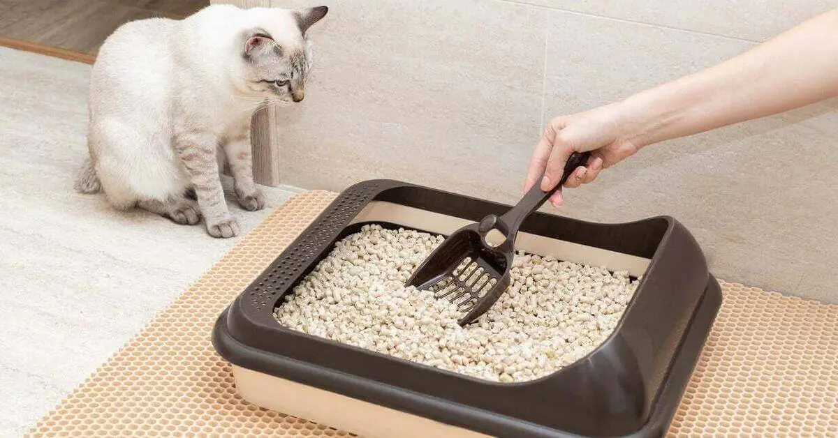 How Often Should You Change Your Cats Litter - FIM