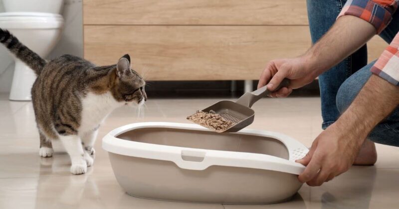 How to Clean a Litter Box - Step-by-Step Guide FI