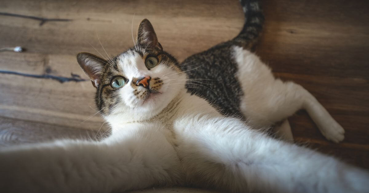 Normal Cat Activity Levels - How Much Exercise do Cats Need FI