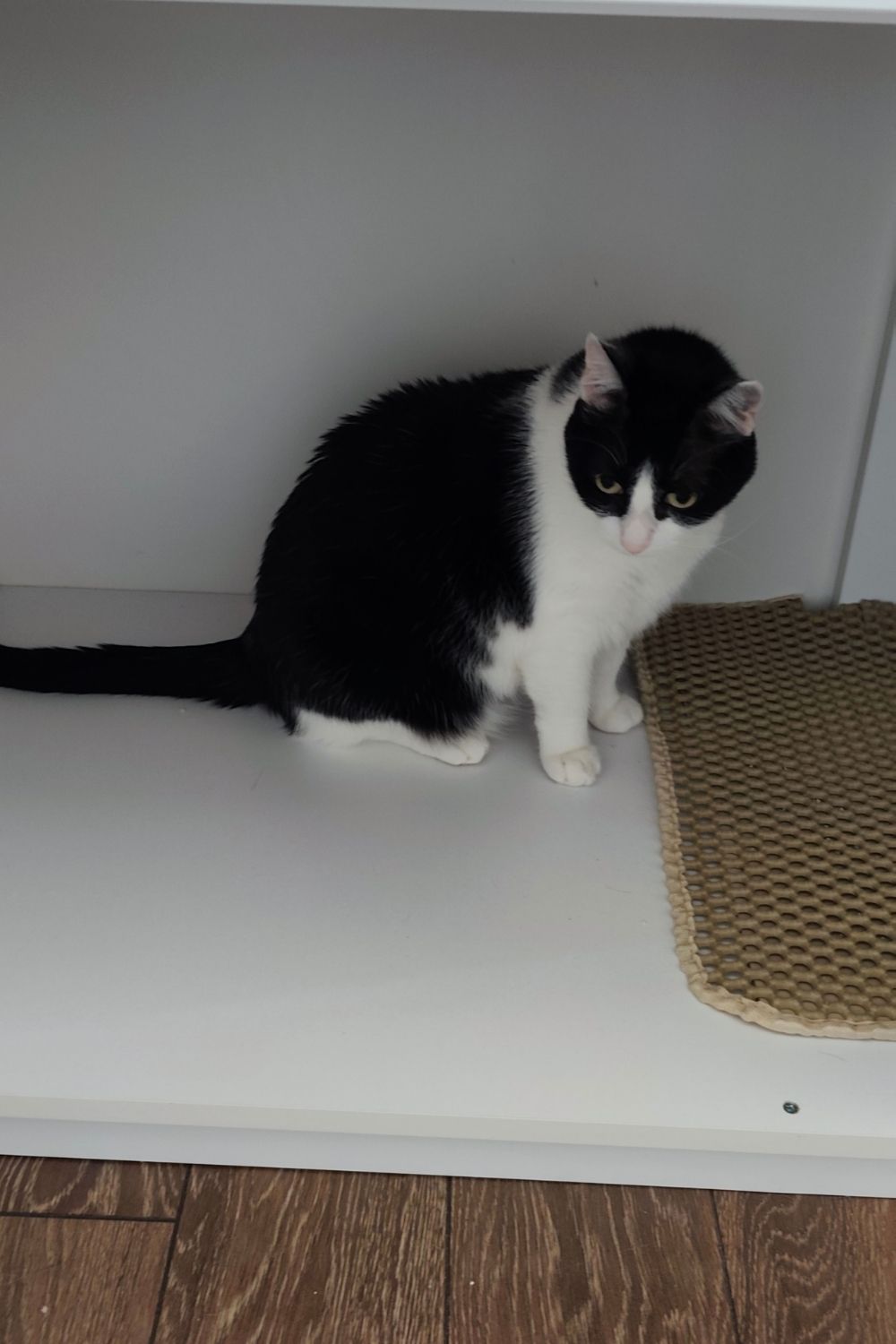 Playful Kiki Goes Inside the Enclosed Drawer