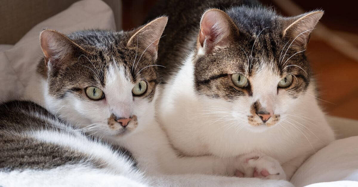 What’s an Ideal Healthy Weight for Cats FI