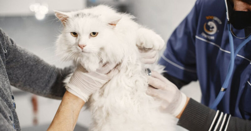 9 Signs Your Cat is Sick & What to do About it FI