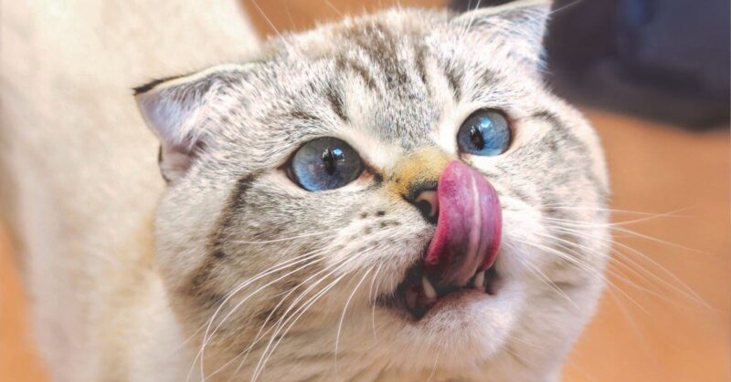 18+ Interesting Facts About Cats in the US, UK & Globally FI