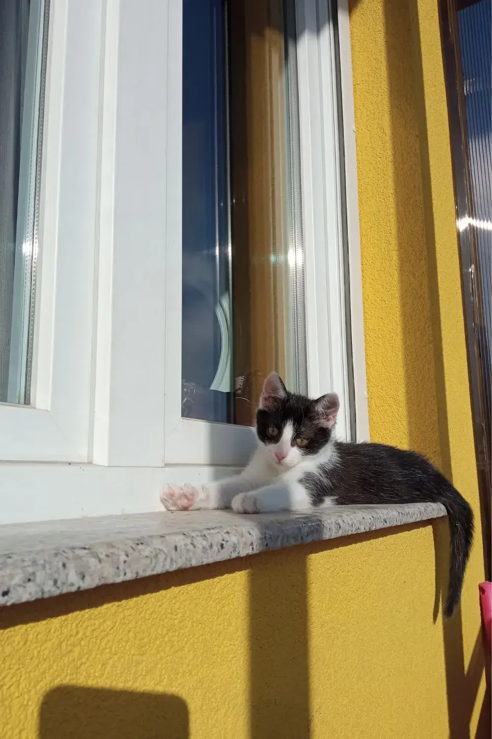 Kiki Enjoying the Sun