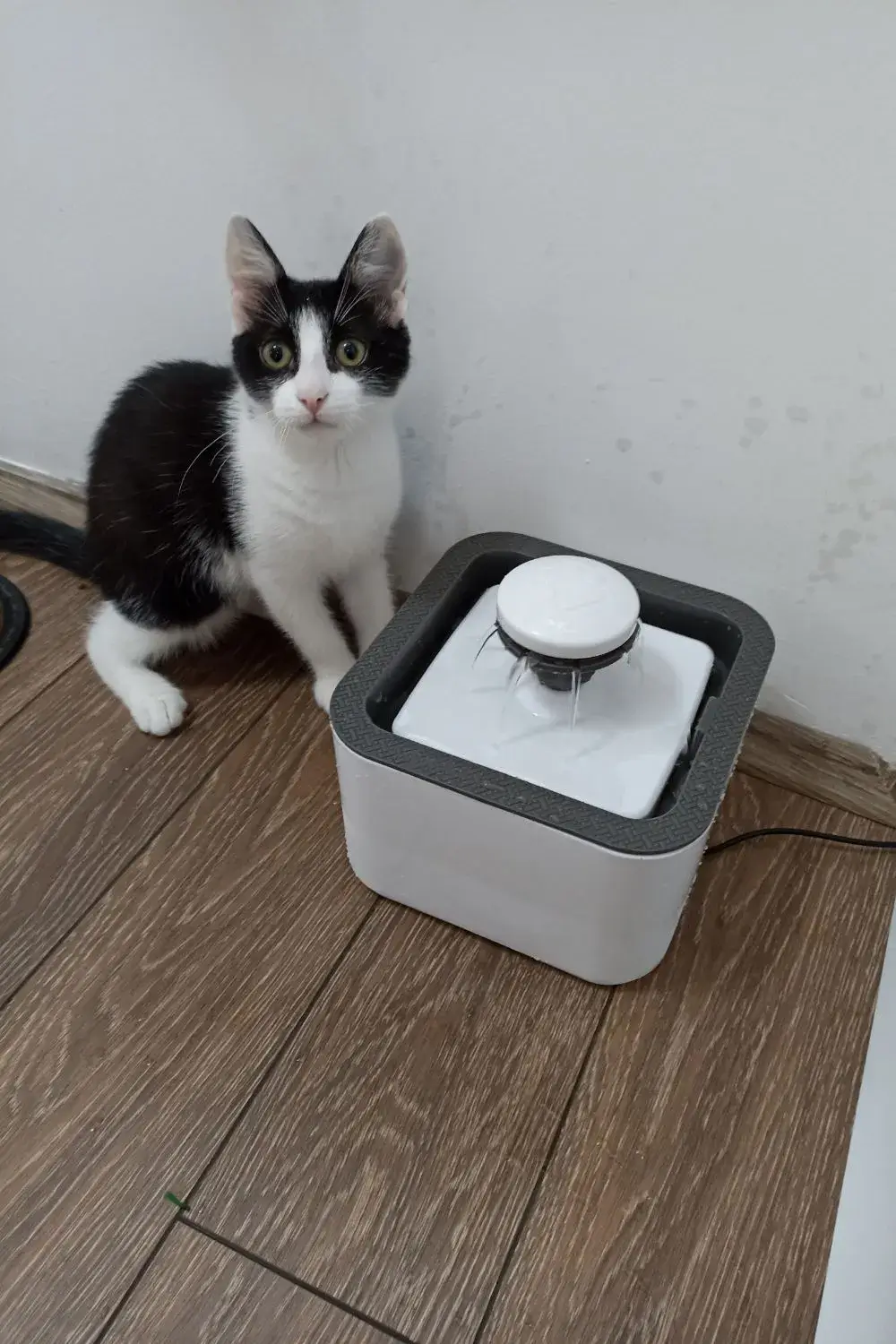 Kiki & Her New Water Fountain