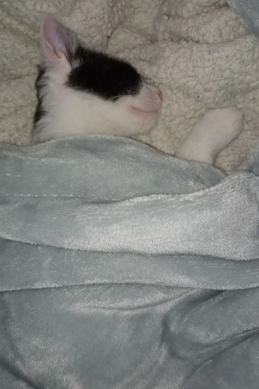 Kiki Sleeping Peacefully Curled Up in Our Bed