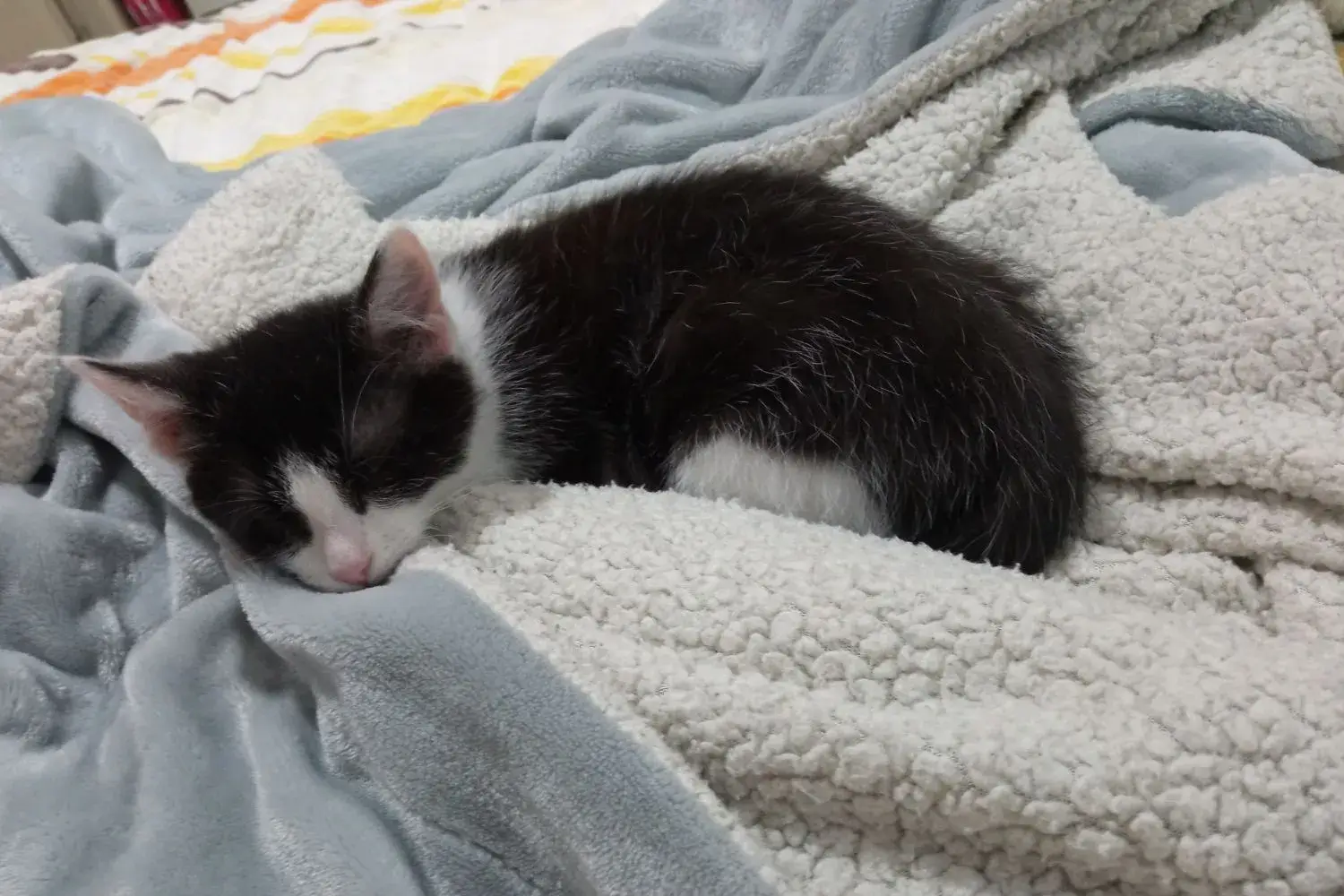 Kiki Sleeping Peacefully on Daddy's Side of the Bed