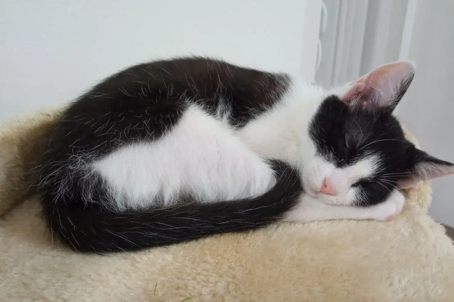 Kiki Sleeping on her Cat Tree