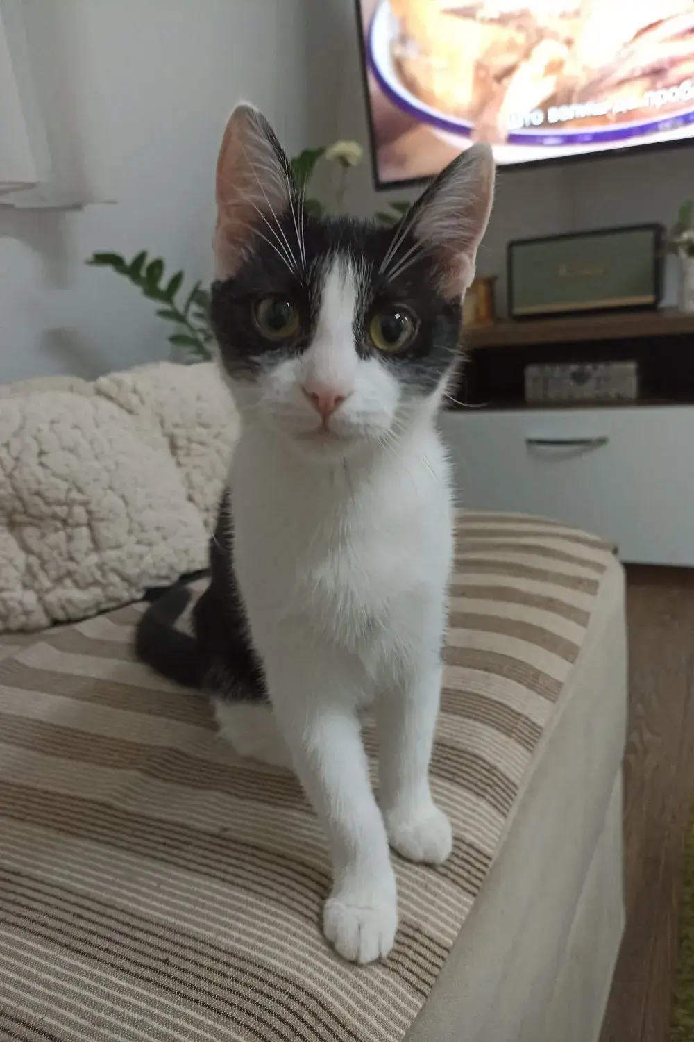 Kiki Waiting for Her Prey