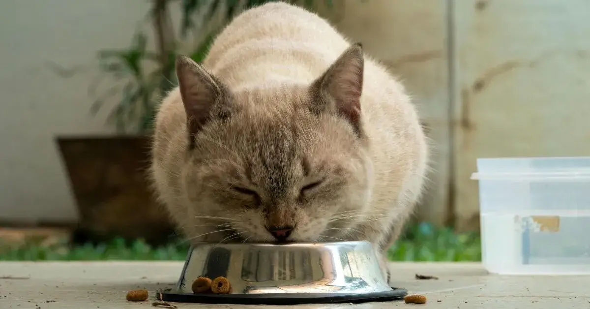 Why Taurine for Cats is Essential For Their Health - FIM
