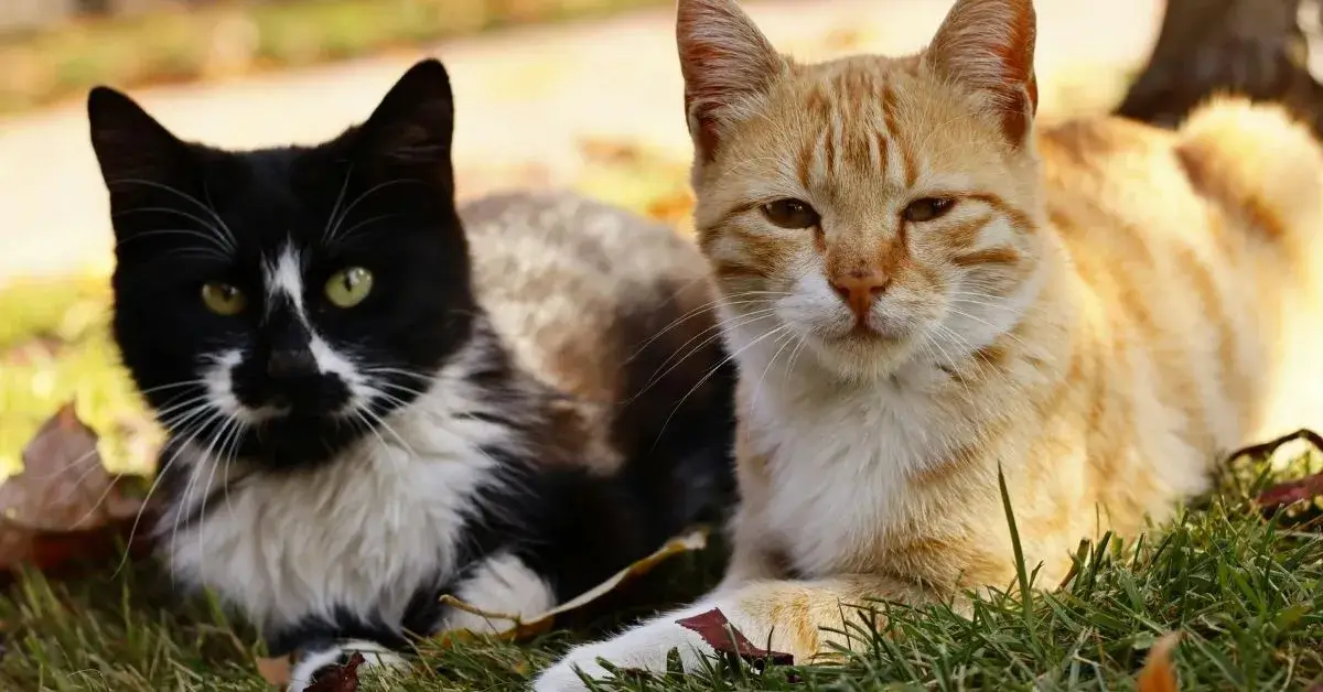 Indoor vs Outdoor Cats Statistics & Trends FI