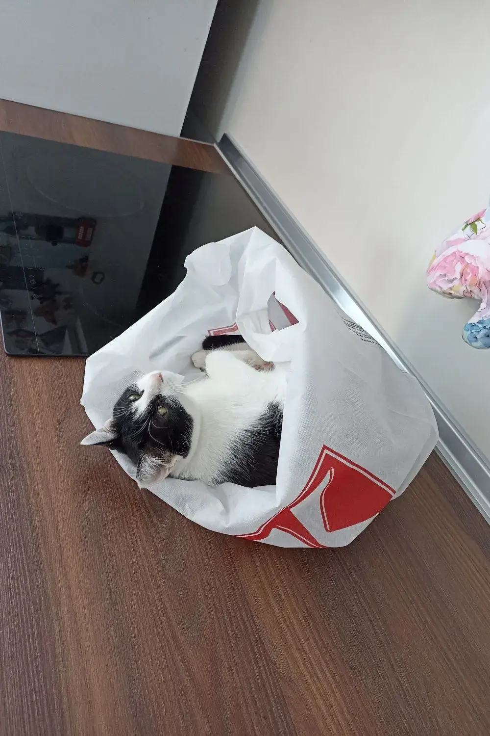 Kiki Fell Asleep in a Shopping Bag