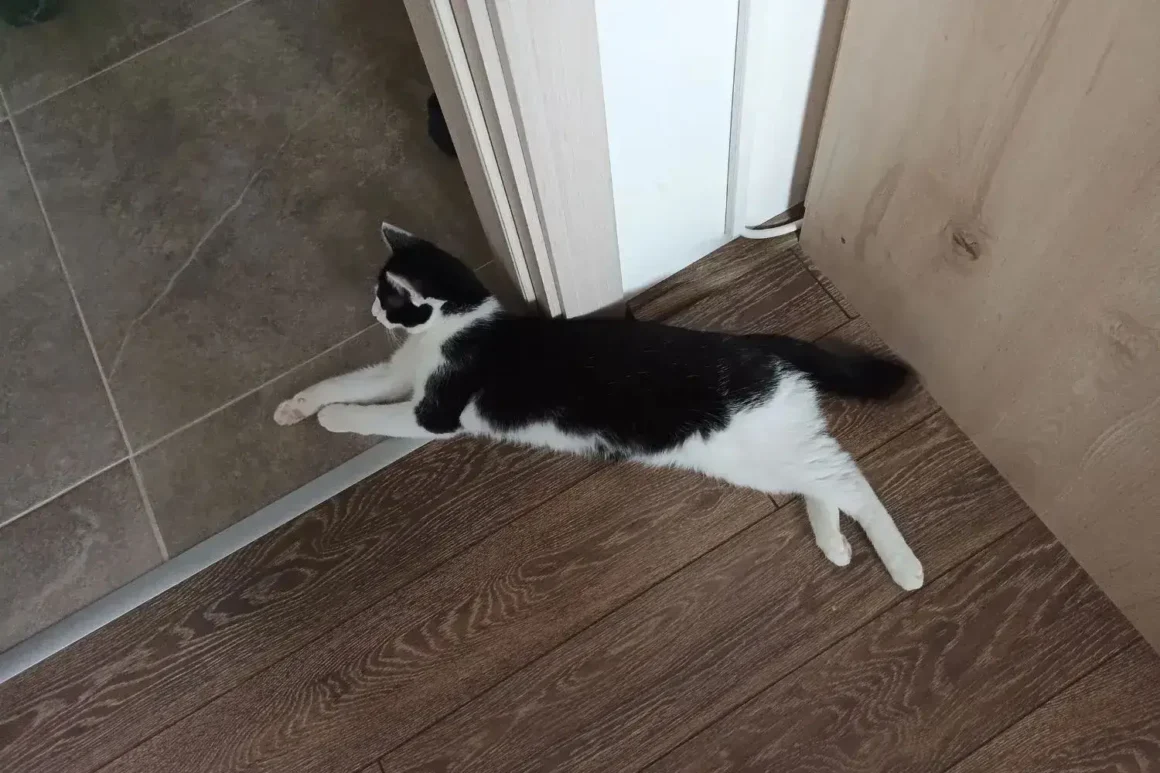 Kiki Laying Down Not Knowing What to do Next