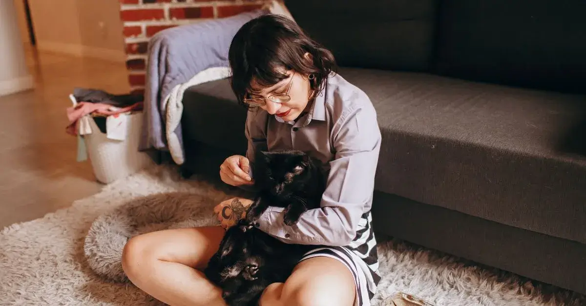 How to Groom a Cat - Frequency, Tips, Tricks & Full Guide - FI
